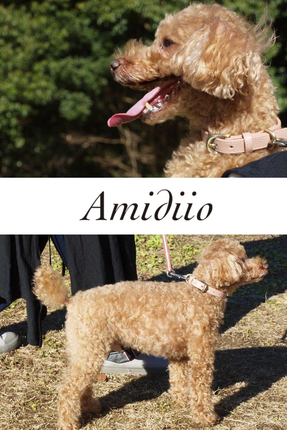 Amidiio(アミーディオ) 犬 首輪 小型犬 革 【愛犬に寄り添う柔らかレザー】柔らかい 丈夫 小型犬用首輪 おしゃれ かわいい ブルー